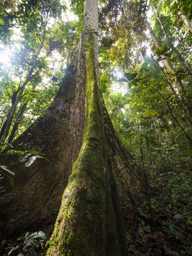 Myrkottar, unika fåglar och regnskogens mångfald - Ghana. Fotoresa med Wild Nature fotoresor. Foto Henrik Karlsson