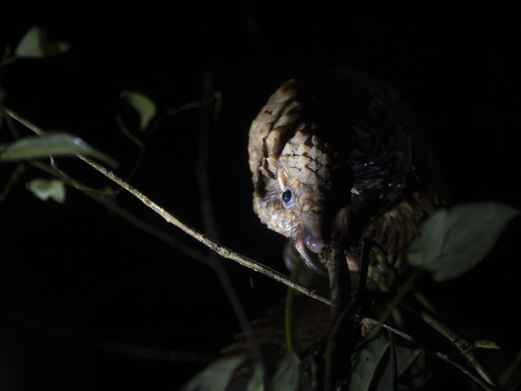 Myrkottar, unika fåglar och regnskogens mångfald - Ghana. Fotoresa med Wild Nature fotoresor. Foto Henrik Karlsson