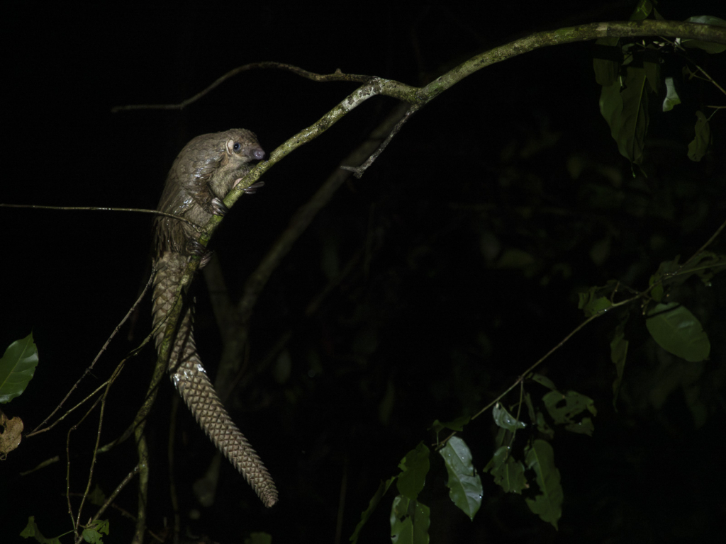 Myrkottar, unika fåglar och regnskogens mångfald - Ghana. Fotoresa med Wild Nature fotoresor. Foto Henrik Karlsson