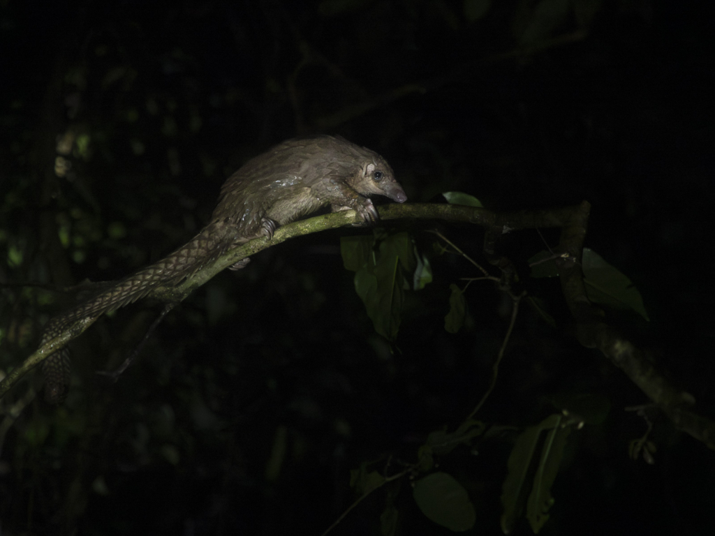 Myrkottar, unika fåglar och regnskogens mångfald - Ghana. Fotoresa med Wild Nature fotoresor. Foto Henrik Karlsson