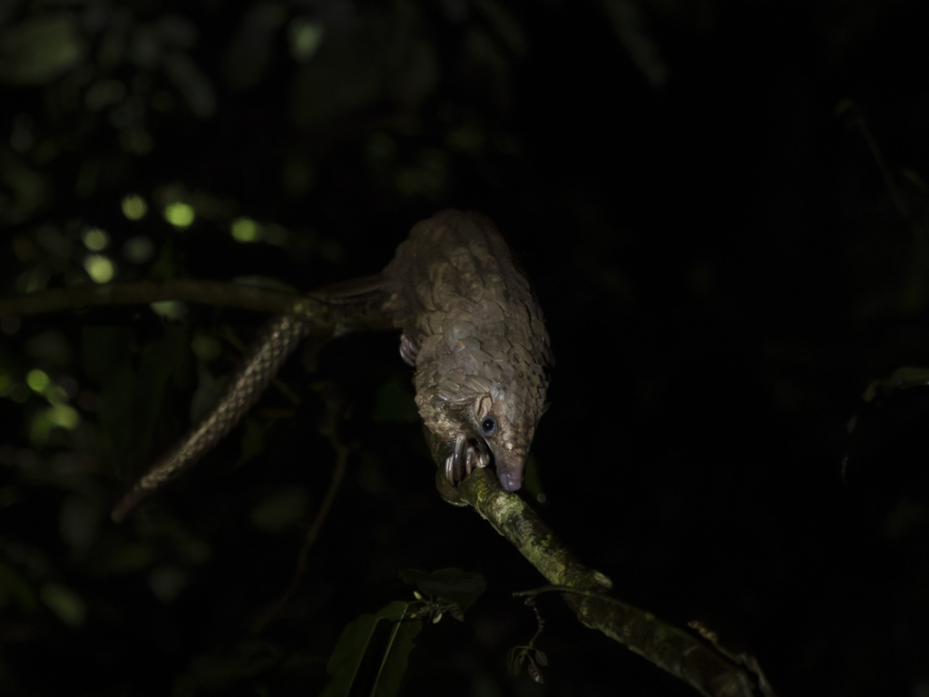 Myrkottar, unika fåglar och regnskogens mångfald - Ghana. Fotoresa med Wild Nature fotoresor. Foto Henrik Karlsson