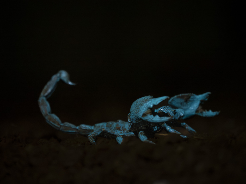 Myrkottar, unika fåglar och regnskogens mångfald - Ghana. Fotoresa med Wild Nature fotoresor. Foto Henrik Karlsson