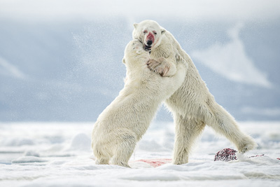 Fotoexpedition till isbjörnens rike, Svalbard. Fotoresa med Wild Nature fotoresor. Foto Frida Hermansson