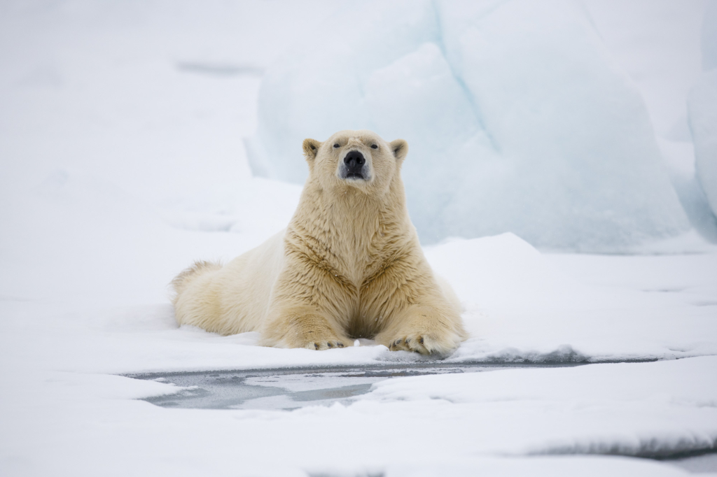 Fotoexpedition till isbjörnens rike, Svalbard. Fotoresa med Wild Nature fotoresor. Foto Staffan Widstrand