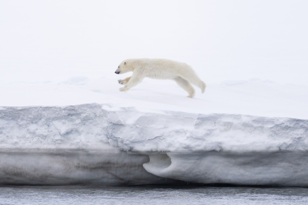 Fotoexpedition till isbjörnens rike, Svalbard. Fotoresa med Wild Nature fotoresor. Foto Staffan Widstrand