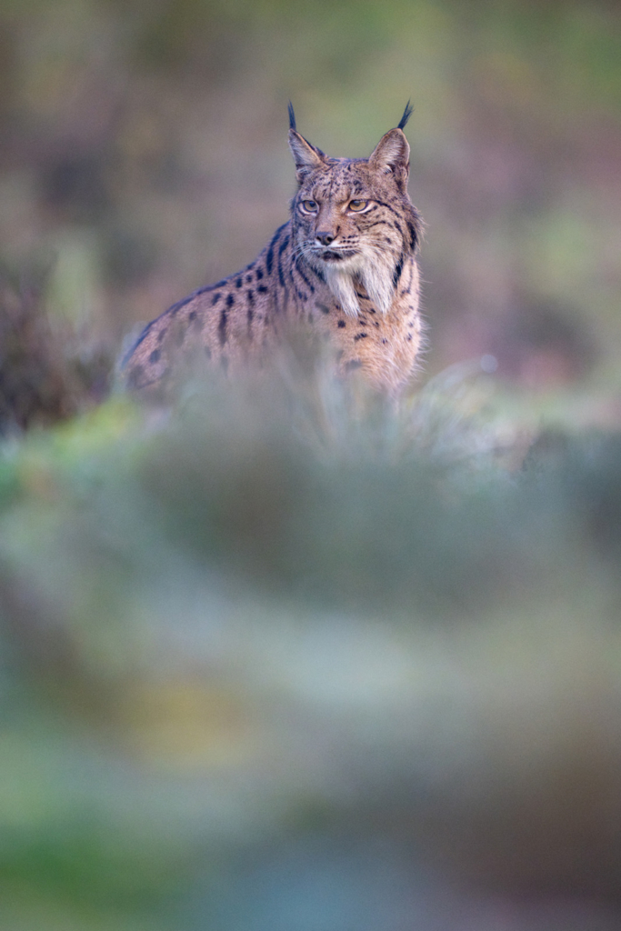 Panterlo i Spanien. Fotoresa med Wild Nature fotoresor. Foto: Staffan Widstrand