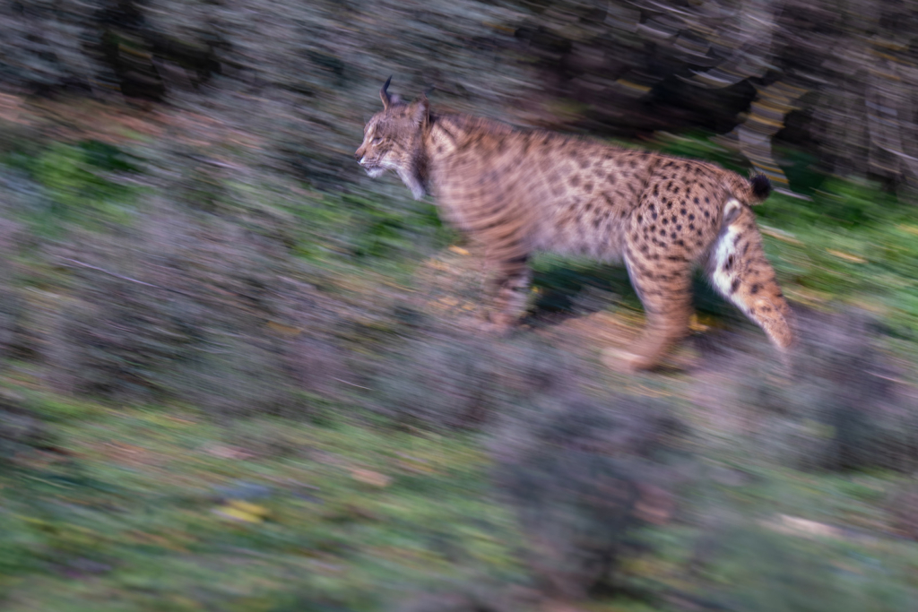 Panterlo i Spanien. Fotoresa med Wild Nature fotoresor. Foto: Staffan Widstrand