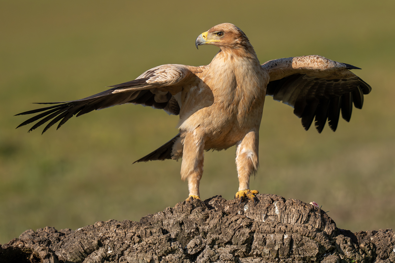 Panterlo i Spanien. Fotoresa med Wild Nature fotoresor. Foto: Staffan Widstrand