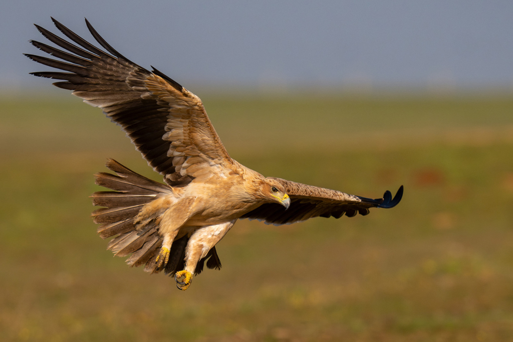 Panterlo i Spanien. Fotoresa med Wild Nature fotoresor. Foto: Staffan Widstrand