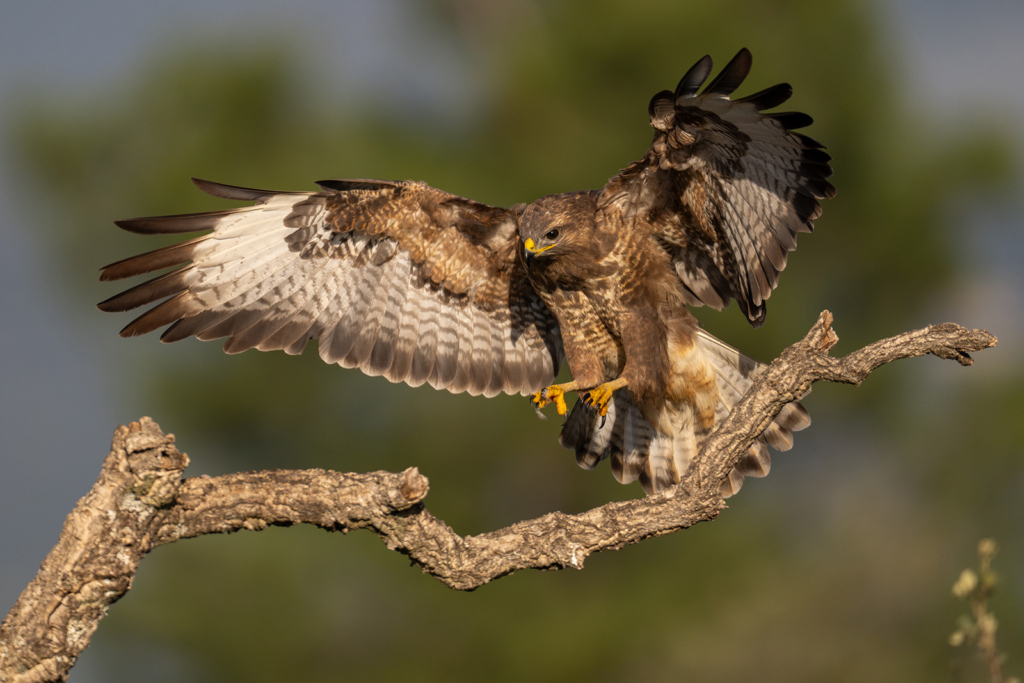 Panterlo i Spanien. Fotoresa med Wild Nature fotoresor. Foto: Staffan Widstrand