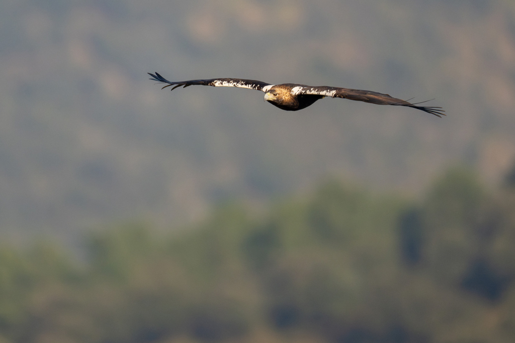 Panterlo i Spanien. Fotoresa med Wild Nature fotoresor. Foto: Staffan Widstrand