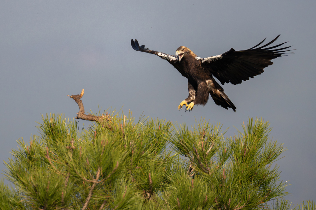 Panterlo i Spanien. Fotoresa med Wild Nature fotoresor. Foto: Staffan Widstrand