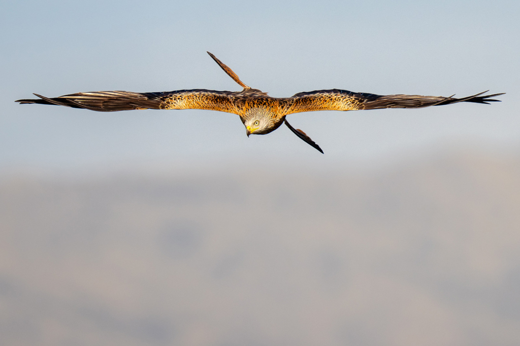 Panterlo i Spanien. Fotoresa med Wild Nature fotoresor. Foto: Staffan Widstrand