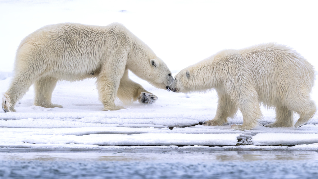 Fotoexpedition till isbjörnens rike, Svalbard. Fotoresa med Wild Nature fotoresor. Foto Jan Gyllensten