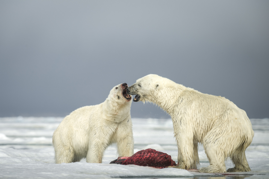 Fotoexpedition till isbjörnens rike, Svalbard. Fotoresa med Wild Nature fotoresor. Foto Frida Hermansson