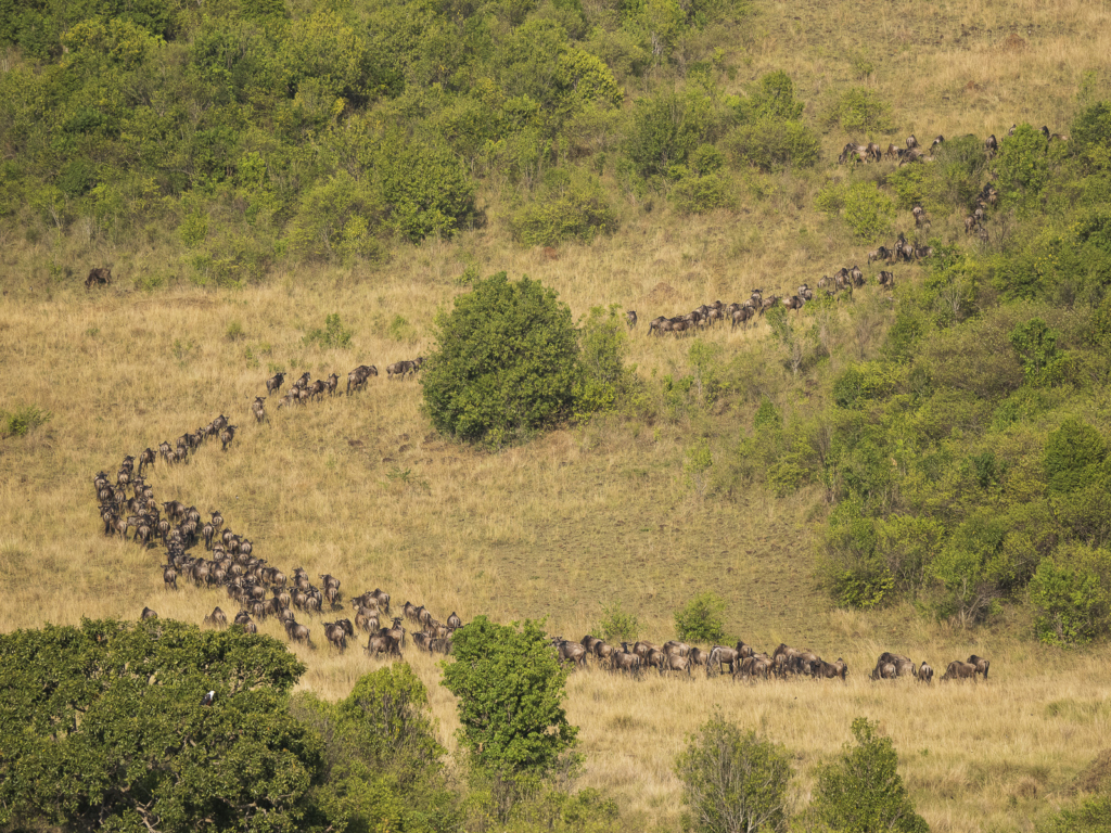 Den stora migrationen i Masai Mara, Kenya. Fotoresa med Wild Nature fotoresor. Foto Henrik Karlsson