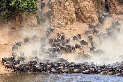 The great migration, Masai Mara Kenya. Photo tour Wild Nature Photo Adventures.