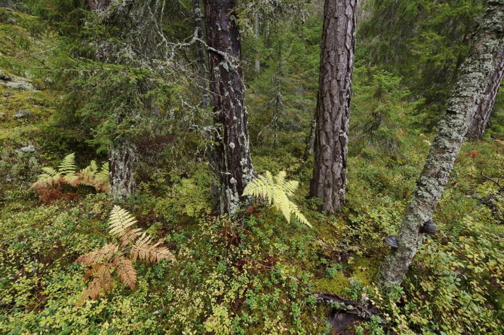Höst i småländsk urskog - Norra Kvills nationalpark. Fotoresa med Wild Nature fotoresor. Foto Henrik Karlsson