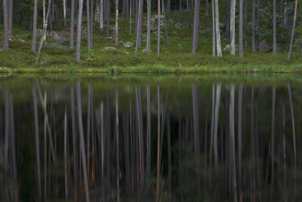 Höst i småländsk urskog - Norra Kvills nationalpark. Fotoresa med Wild Nature fotoresor. Foto Henrik Karlsson