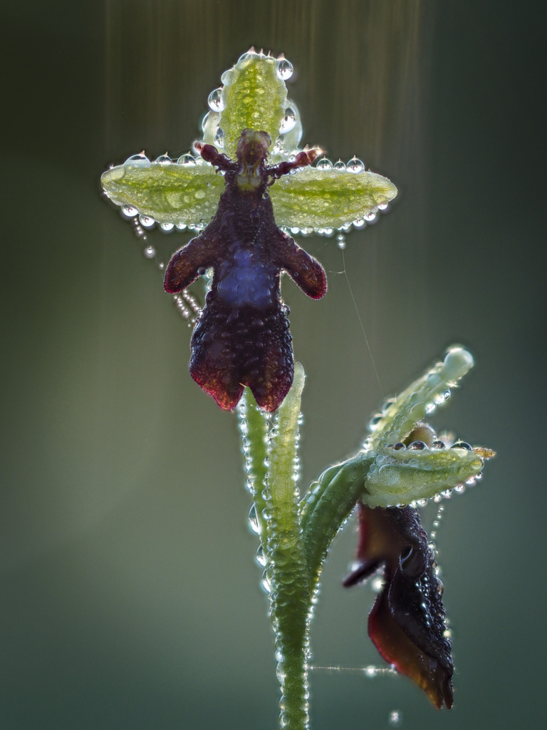 Blommande juveler - orkidéer på Öland. Fotoresa med Wild Nature fotoresor. Foto: Henrik Karlsson