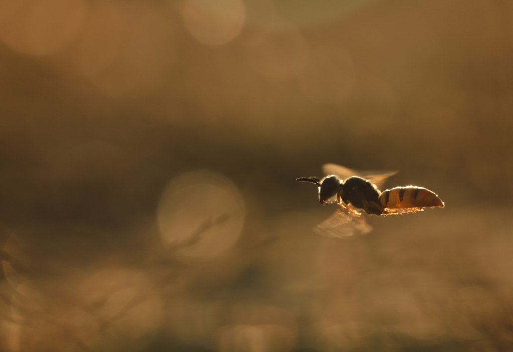 Ekoxar och andra coola insekter på Öland. Fotoresa med Wild Nature fotoresor. Foto: Henrik Karlsson