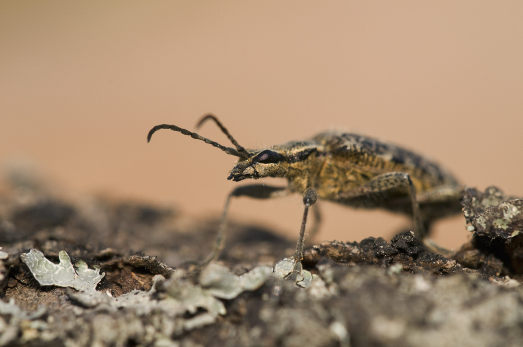 Ekoxar och andra coola insekter på Öland. Fotoresa med Wild Nature fotoresor. Foto: Henrik Karlsson