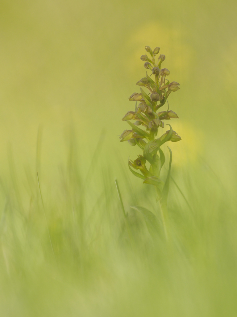 Blommande juveler - orkidéer på Öland. Fotoresa med Wild Nature fotoresor. Foto: Henrik Karlsson