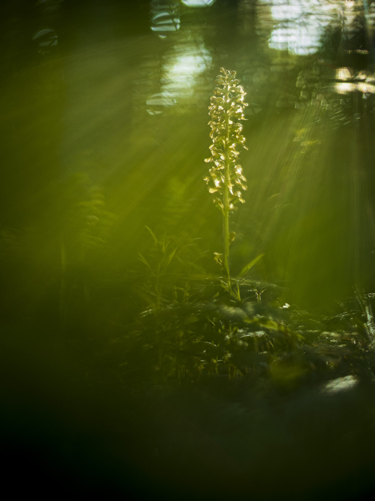 Blommande juveler - orkidéer på Öland. Fotoresa med Wild Nature fotoresor. Foto: Henrik Karlsson