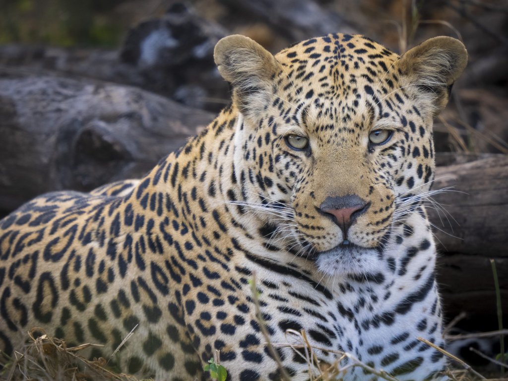 Elefanter &amp; leoparder i South Luangwa nationalpark, Zambia. Fotoresa med Wild Nature fotoresor. Foto: Henrik Karlsson
