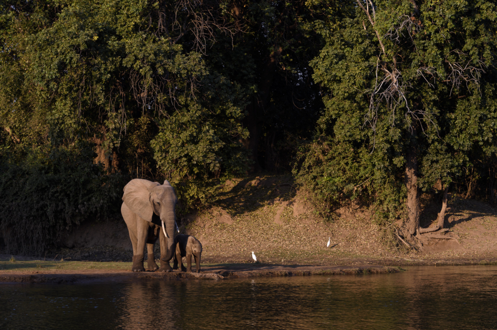 Elefanter &amp; leoparder i South Luangwa nationalpark, Zambia. Fotoresa med Wild Nature fotoresor. Foto: Henrik Karlsson