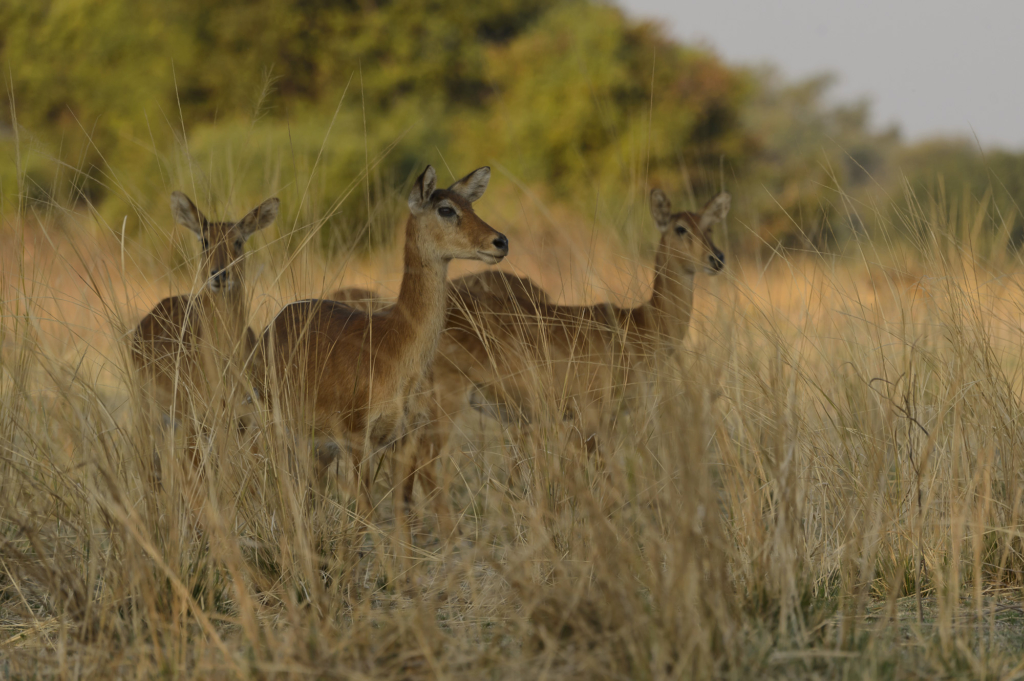 Elefanter &amp; leoparder i South Luangwa nationalpark, Zambia. Fotoresa med Wild Nature fotoresor. Foto: Henrik Karlsson