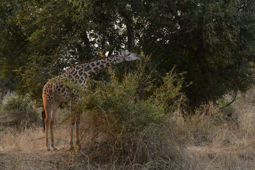Elefanter &amp; leoparder i South Luangwa nationalpark, Zambia. Fotoresa med Wild Nature fotoresor. Foto: Henrik Karlsson