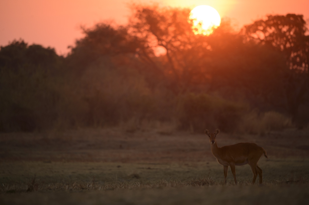 Elefanter &amp; leoparder i South Luangwa nationalpark, Zambia. Fotoresa med Wild Nature fotoresor. Foto: Henrik Karlsson