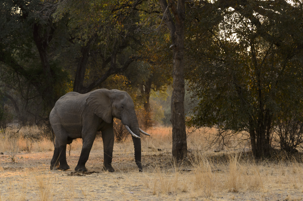 Elefanter &amp; leoparder i South Luangwa nationalpark, Zambia. Fotoresa med Wild Nature fotoresor. Foto: Henrik Karlsson