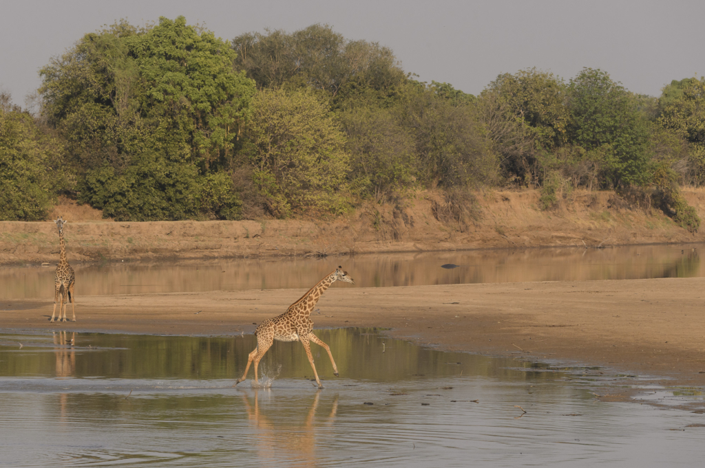 Elefanter &amp; leoparder i South Luangwa nationalpark, Zambia. Fotoresa med Wild Nature fotoresor. Foto: Henrik Karlsson
