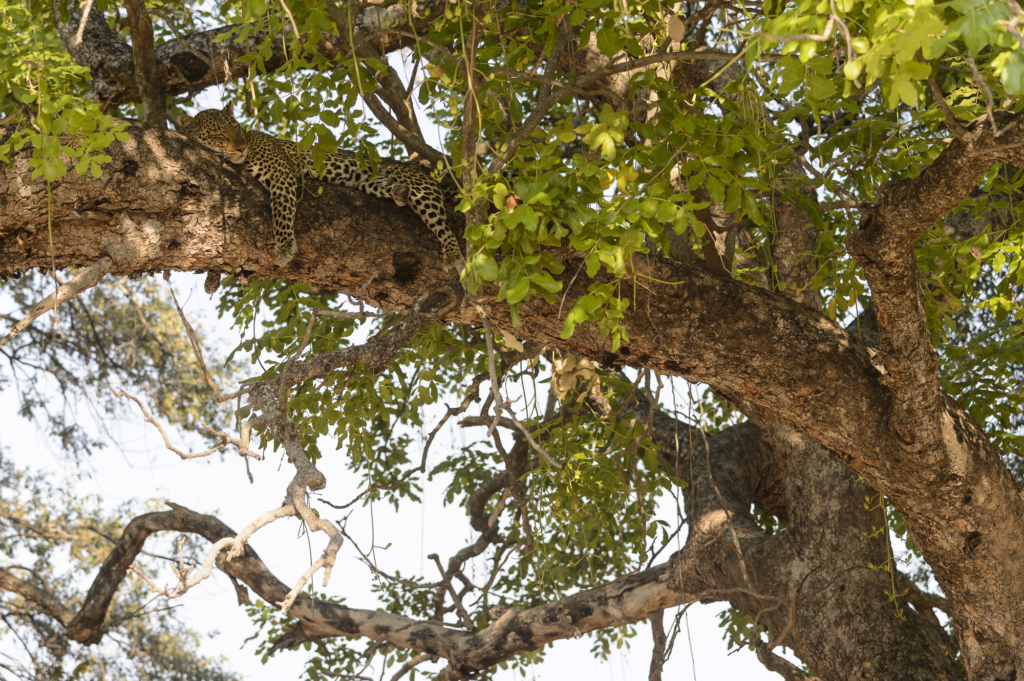 Elefanter &amp; leoparder i South Luangwa nationalpark, Zambia. Fotoresa med Wild Nature fotoresor. Foto: Henrik Karlsson