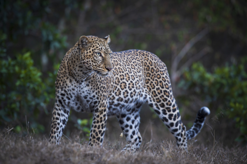 Elefanter &amp; leoparder i South Luangwa nationalpark, Zambia. Fotoresa med Wild Nature fotoresor. Foto: Henrik Karlsson