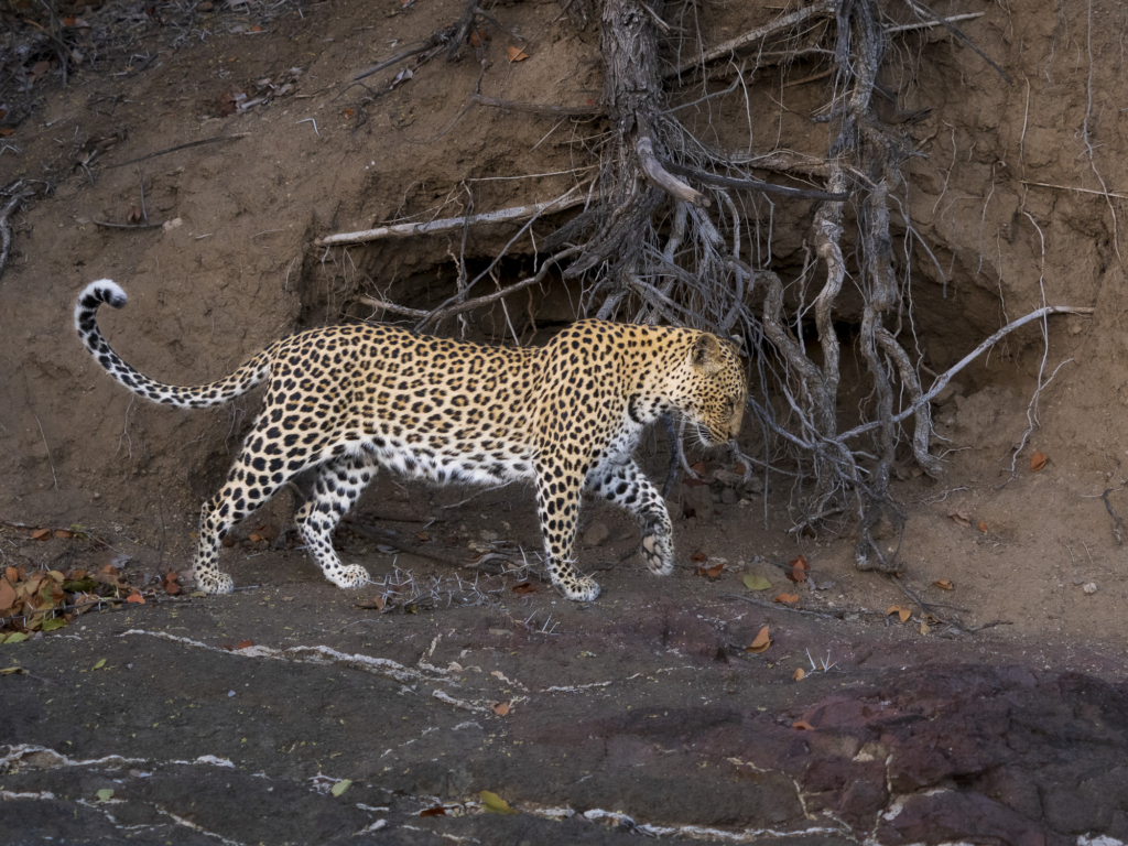 Elefanter &amp; leoparder i South Luangwa nationalpark, Zambia. Fotoresa med Wild Nature fotoresor. Foto: Henrik Karlsson
