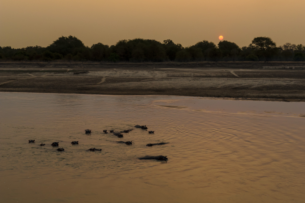 Elefanter &amp; leoparder i South Luangwa nationalpark, Zambia. Fotoresa med Wild Nature fotoresor. Foto: Henrik Karlsson