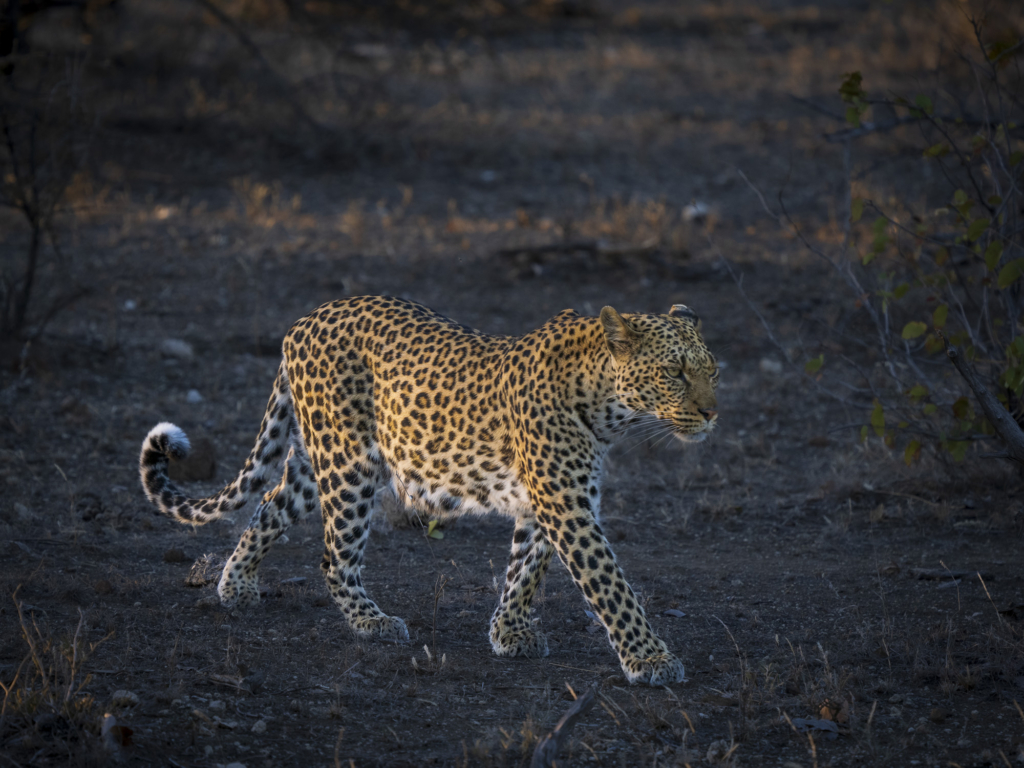 Elefanter &amp; leoparder i South Luangwa nationalpark, Zambia. Fotoresa med Wild Nature fotoresor. Foto: Henrik Karlsson