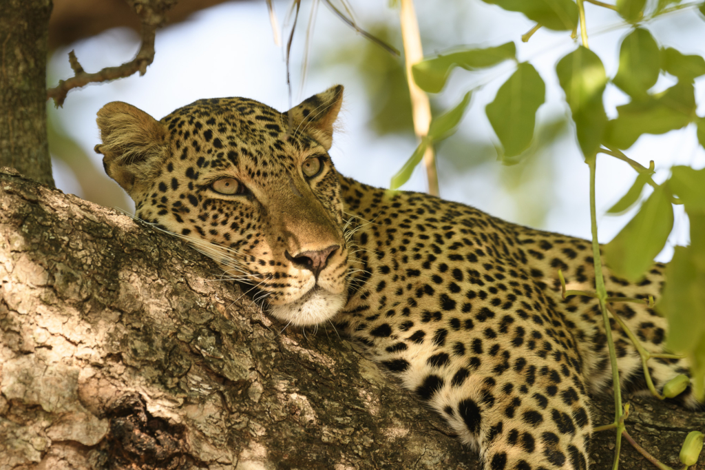 Elefanter &amp; leoparder i South Luangwa nationalpark, Zambia. Fotoresa med Wild Nature fotoresor. Foto: Henrik Karlsson