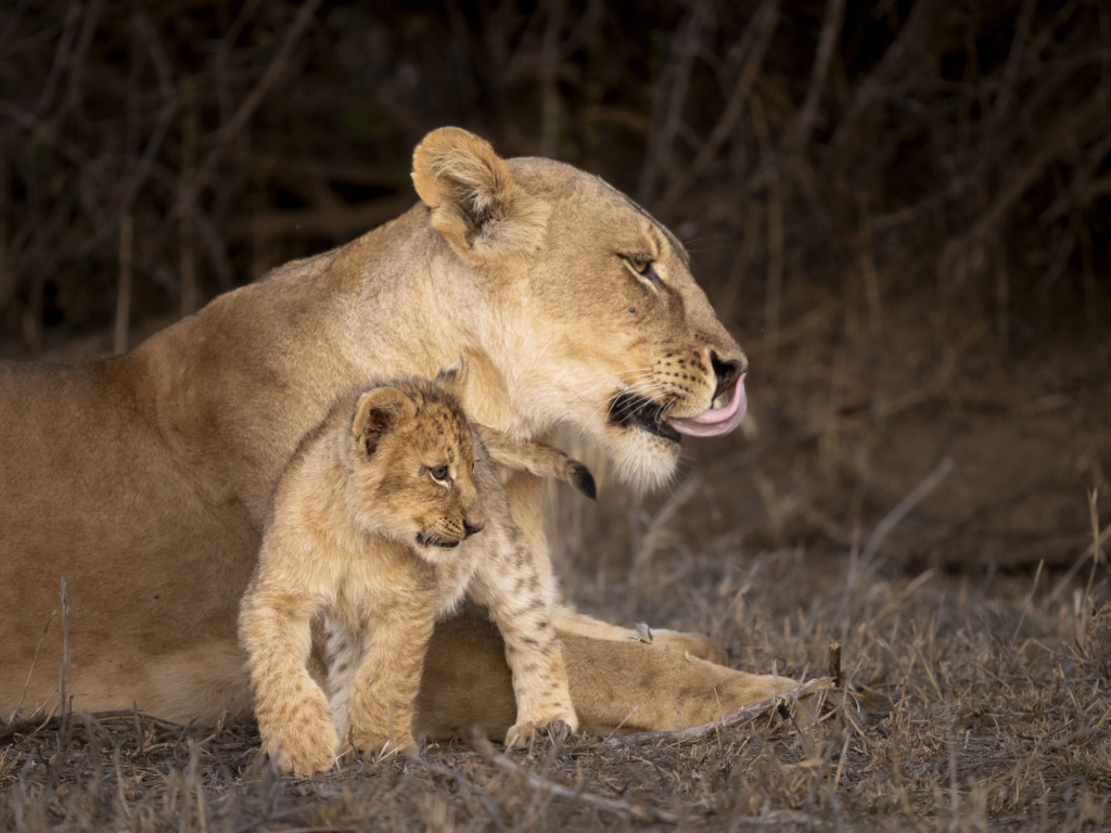 Elefanter &amp; leoparder i South Luangwa nationalpark, Zambia. Fotoresa med Wild Nature fotoresor. Foto: Henrik Karlsson