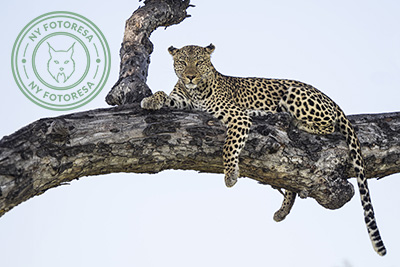 Elefanter & leoparder i South Luangwa nationalpark, Zambia. Fotoresa med Wild Nature fotoresor. Foto: Henrik Karlsson