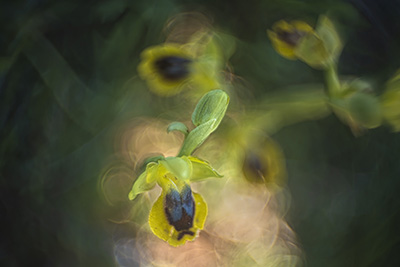 Vårens blomsterprakt på Gargano halvön, Italien. Fotoresa med Wild Nature fotoresor. Foto: Jan Pedersen