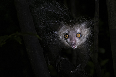 Aye- aye, i fingerdjurets värld - Madagaskar. Fotoresa med Wild Nature fotoresor. Foto: Jan Pedersen