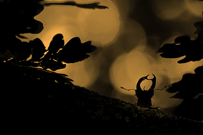 Ekoxar och andra coola insekter på Öland. Fotoresa med Wild Nature fotoresor. Foto: Henrik Karlsson