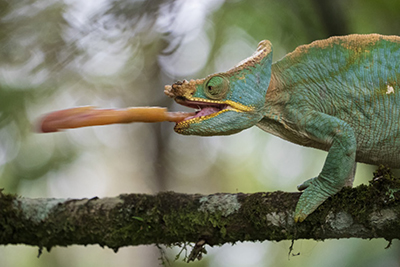 Madagaskar - förunderlig natur i lemurernas rike. Fotoresa med Wild Nature fotoresor. Foto: Jan Pedersen