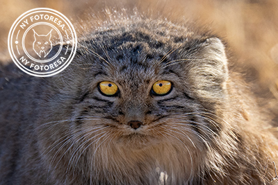 Expedition vilda hästar och vilda katter, Mongoliet. Fotoresa med Wild Nature fotoresor. Foto Magnus Martinsson snöleopard, snow leopard, Pallaskatt, Pallas cat, Przewalskis häst, Przewalskis horse, Mongolia, Photo tour