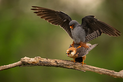 Färgstarka fåglar på pusztan - Ungern. Fotoresa med Wild Nature fotoresor. Foto Magnus Martinsson Aftonfalk, Red-footed falcon, photo tour, Hungary