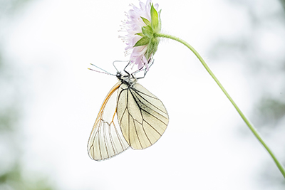Högsommarens små flygande juveler, Gotland. Fotoresa med Wild Nature fotoresor. Foto: Magnus Martinsson